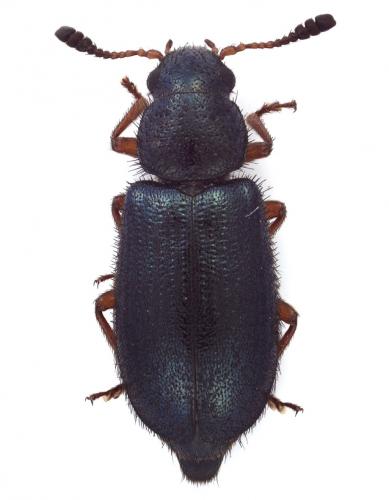 Necrobia rufipes